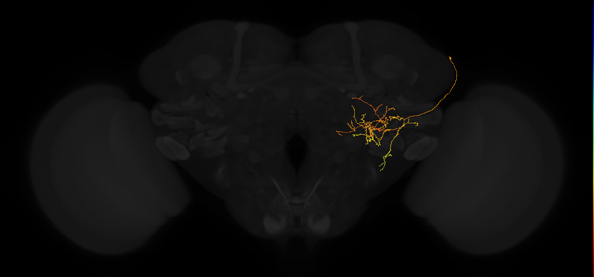 adult posterior lateral protocerebrum neuron 099