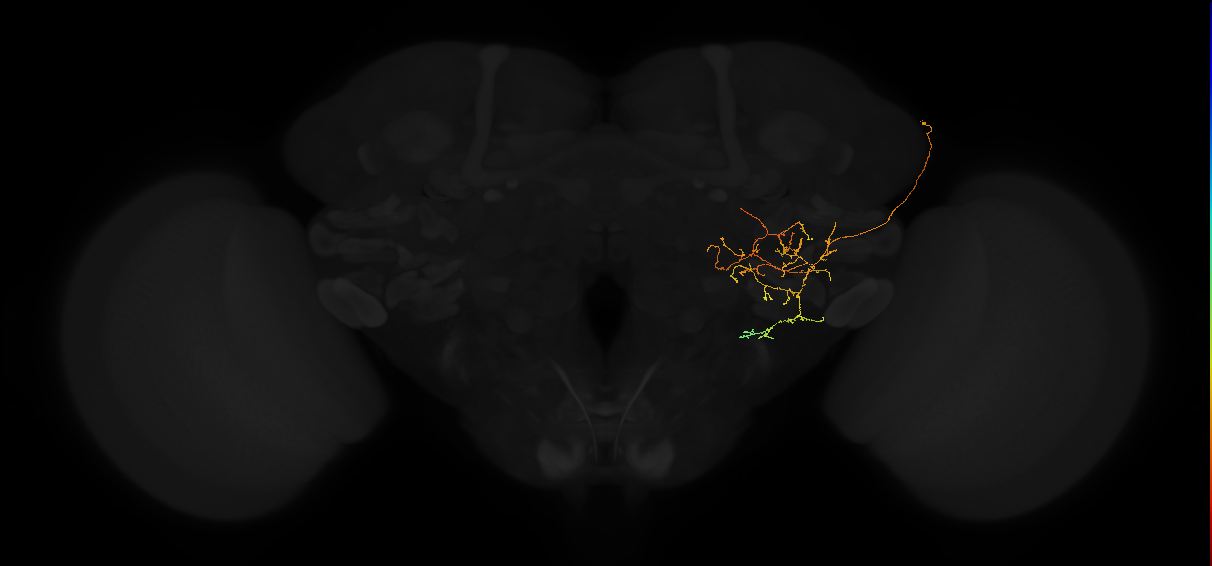 adult posterior lateral protocerebrum neuron 099