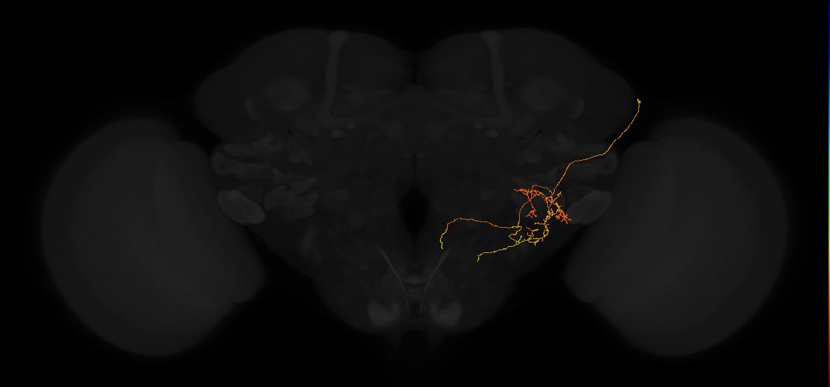 adult posterior lateral protocerebrum neuron 101
