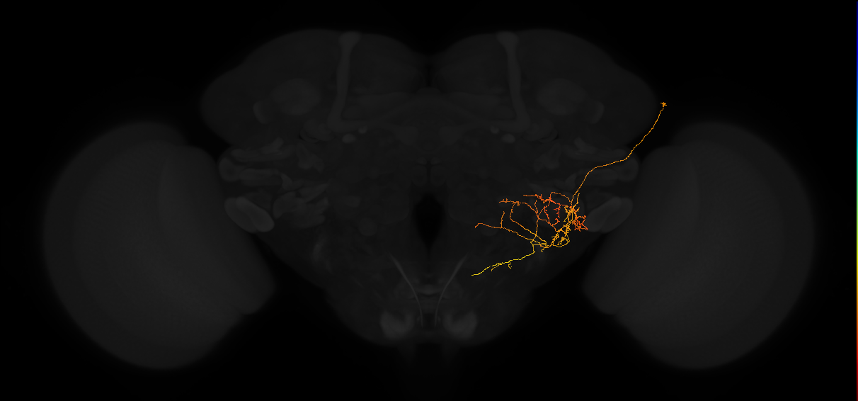 adult posterior lateral protocerebrum neuron 101