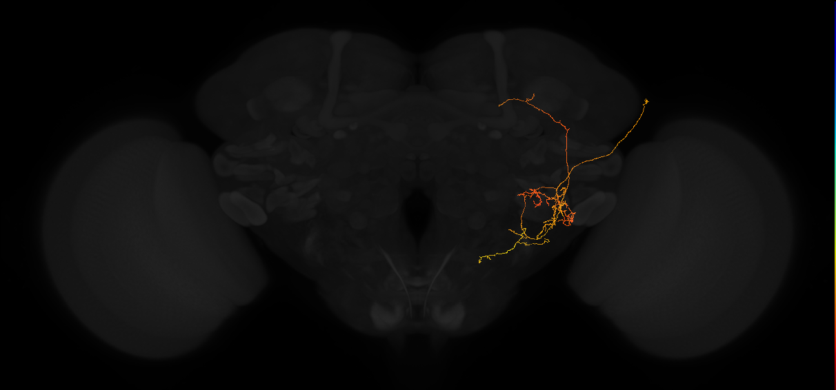 adult posterior lateral protocerebrum neuron 102