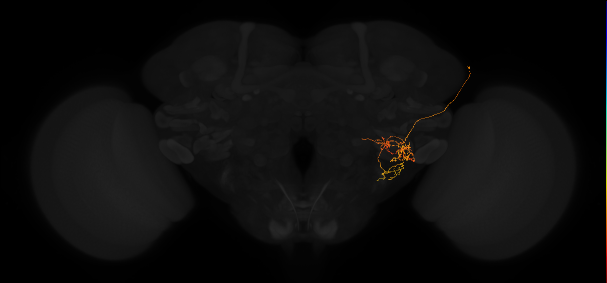 adult posterior lateral protocerebrum neuron 103