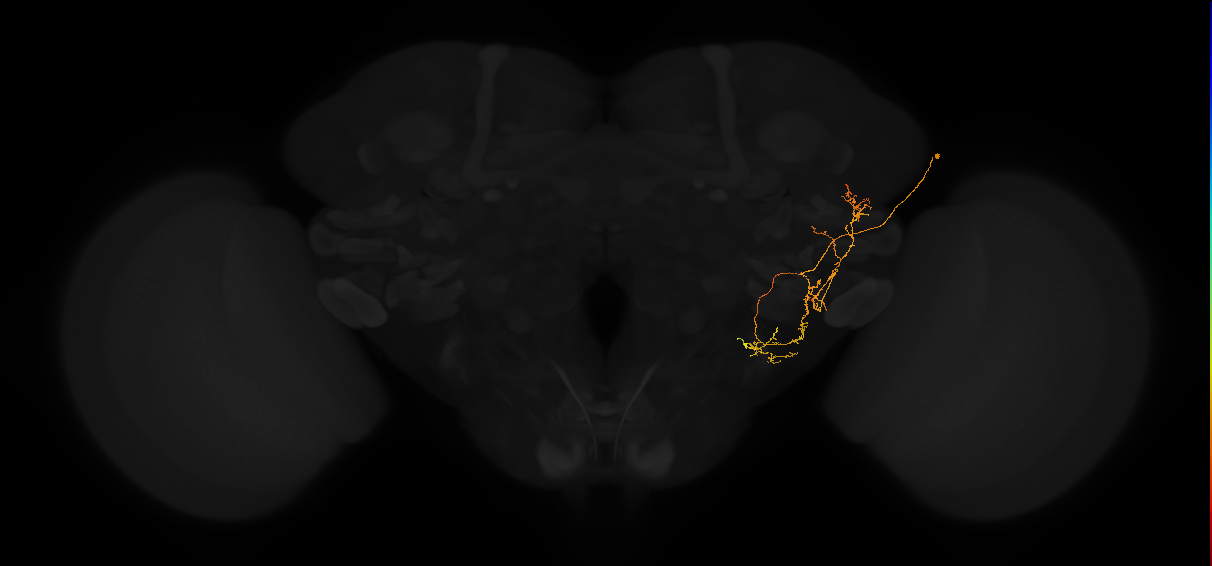 adult posterior lateral protocerebrum neuron 104