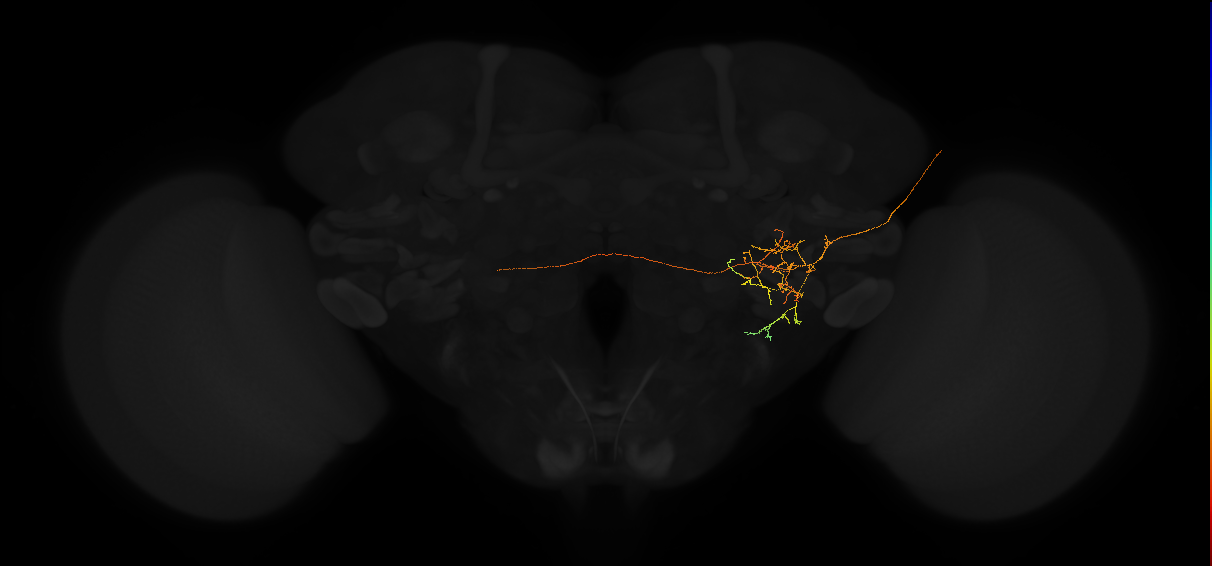adult posterior lateral protocerebrum neuron 106
