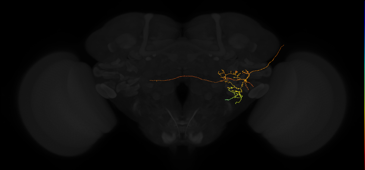 adult posterior lateral protocerebrum neuron 106
