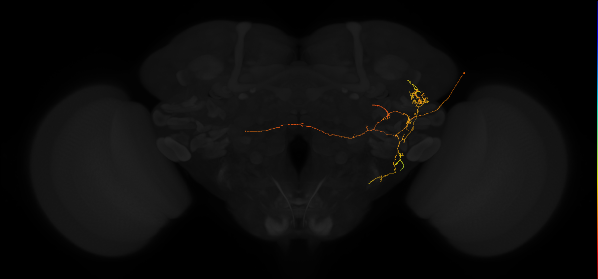 adult posterior lateral protocerebrum neuron 107