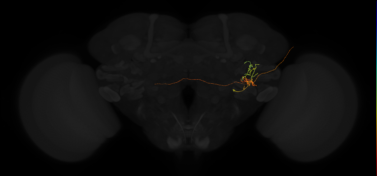 adult posterior lateral protocerebrum neuron 108