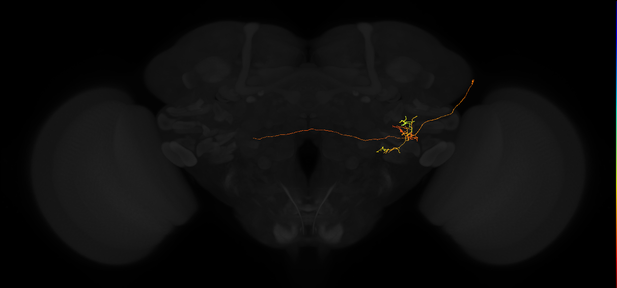 adult posterior lateral protocerebrum neuron 108
