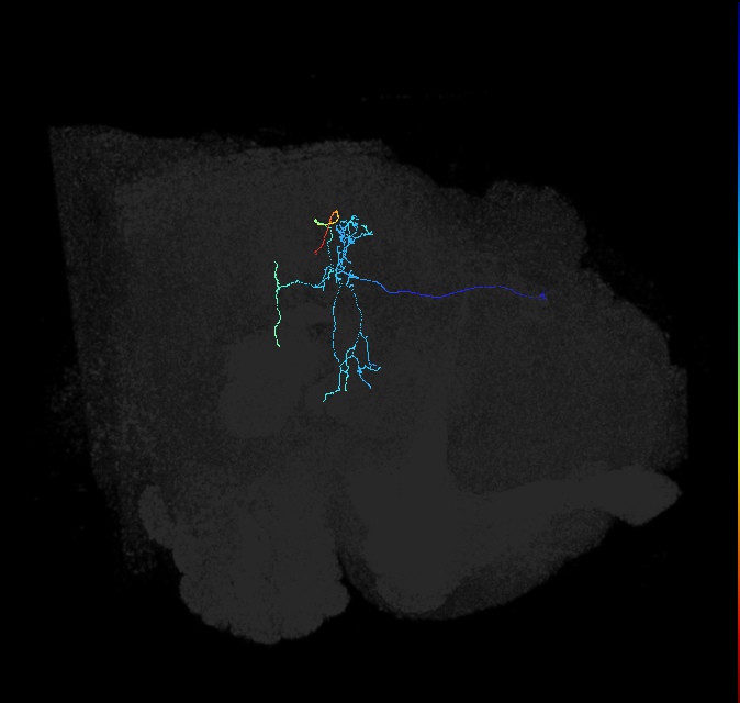 PLP108_R (FlyEM-HB:1507165749)