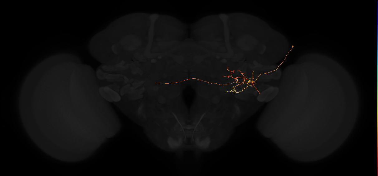 adult posterior lateral protocerebrum neuron 109