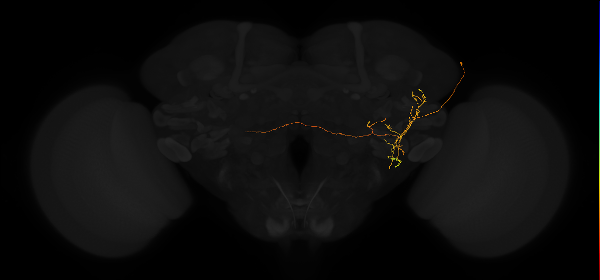 adult posterior lateral protocerebrum neuron 110