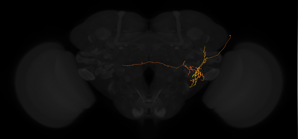adult posterior lateral protocerebrum neuron 111