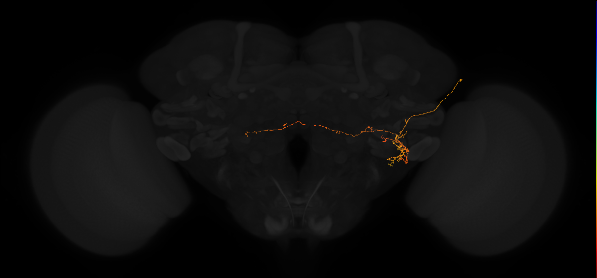 adult posterior lateral protocerebrum neuron 111