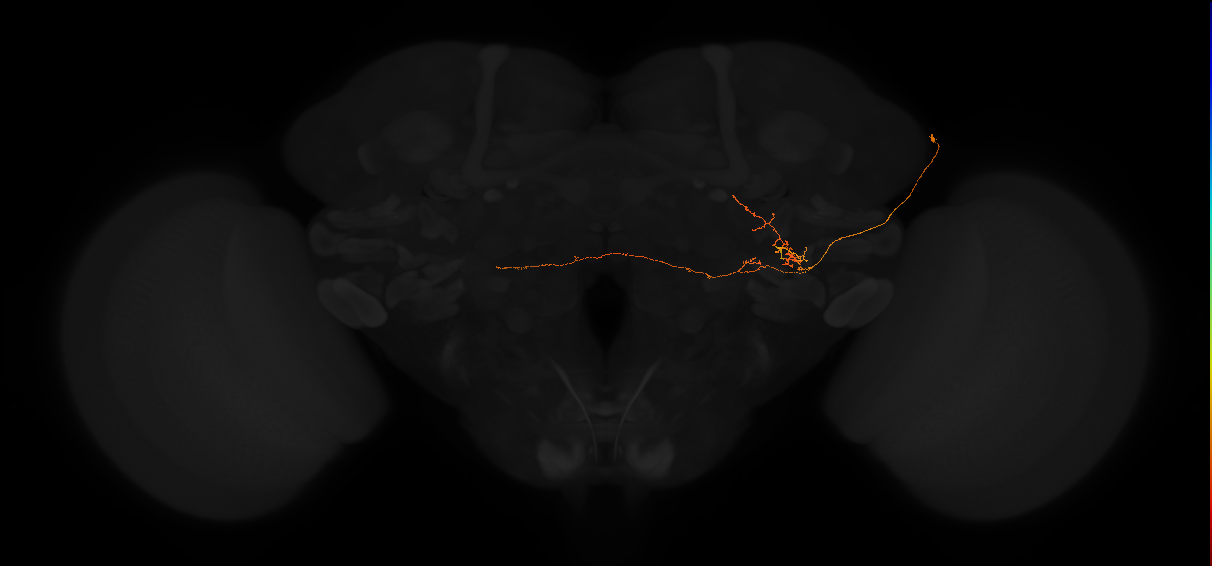 adult posterior lateral protocerebrum neuron 113