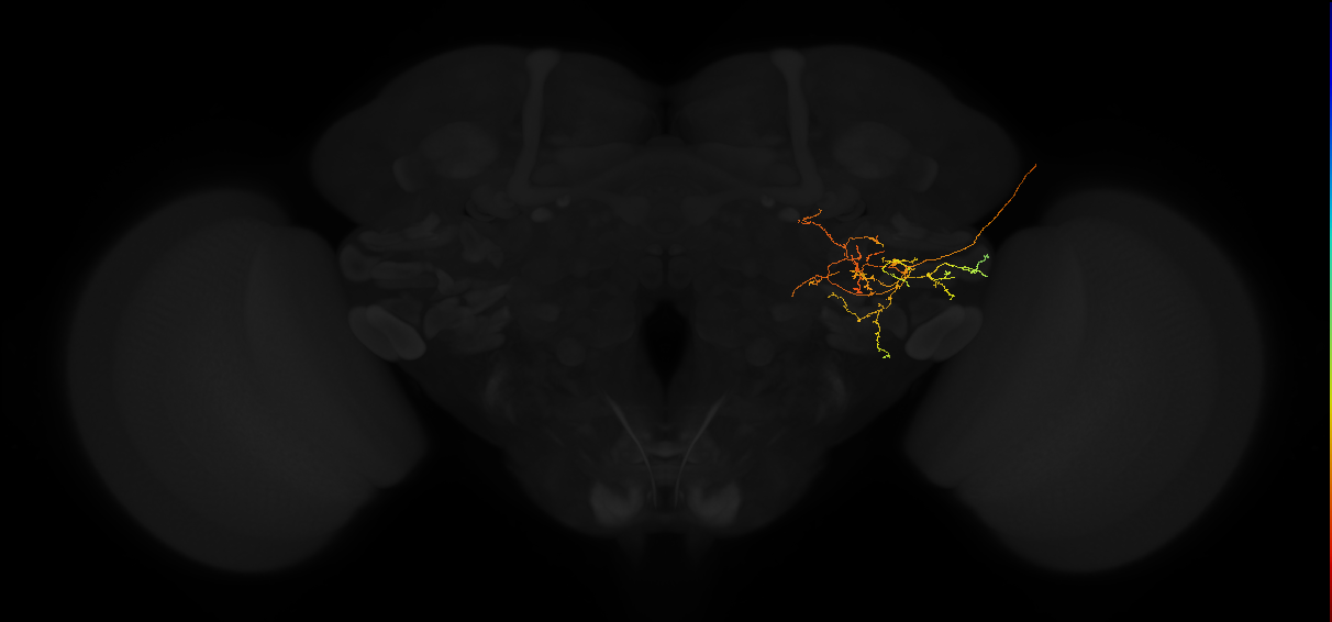 adult posterior lateral protocerebrum neuron 114