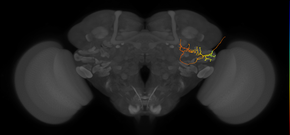 PLP115_a_R (FlyEM-HB:1006560977)