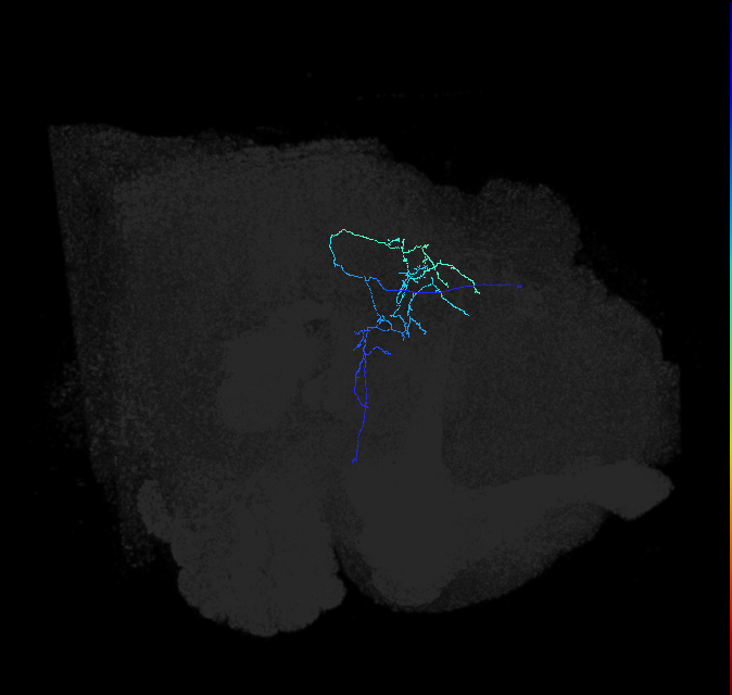 adult posterior lateral protocerebrum neuron 115