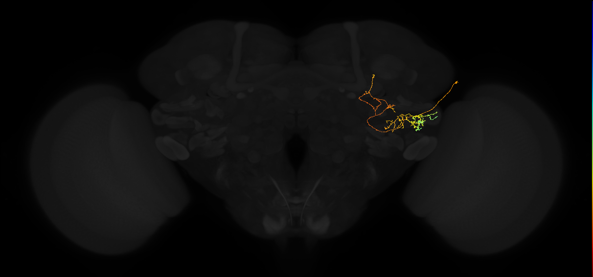 adult posterior lateral protocerebrum neuron 115