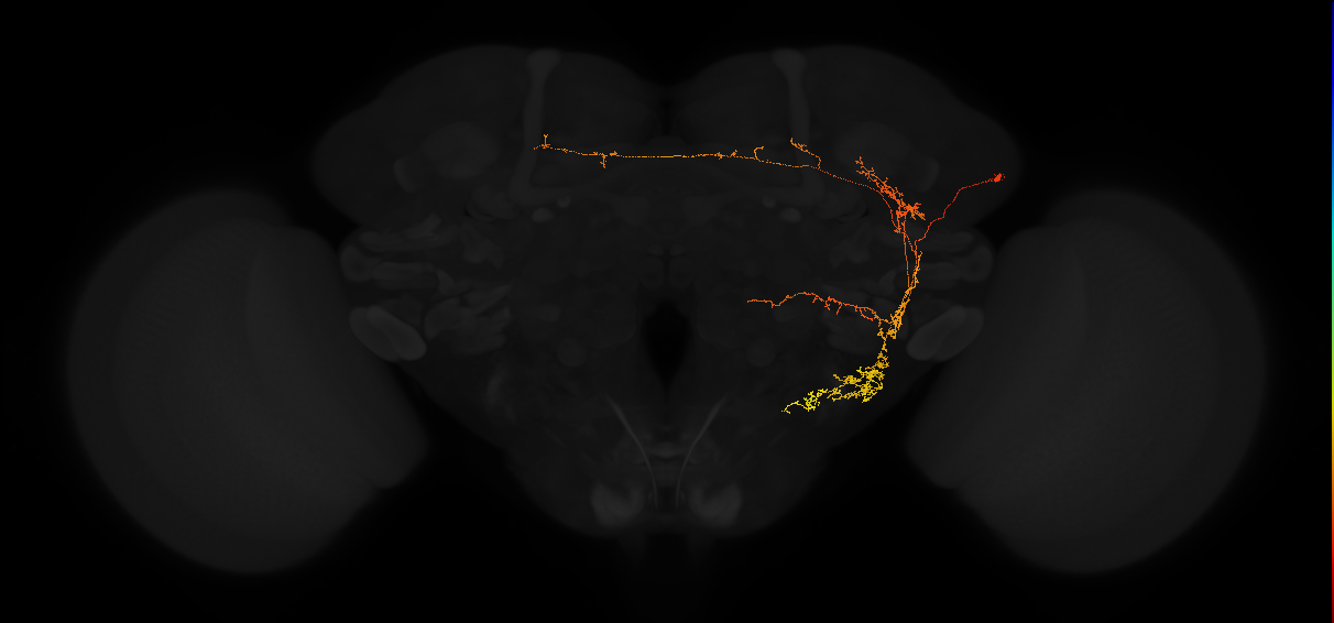adult posterior lateral protocerebrum neuron 116