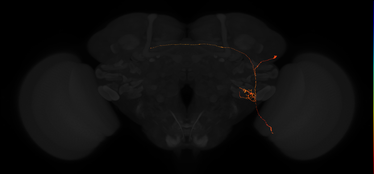 adult posterior lateral protocerebrum neuron 117