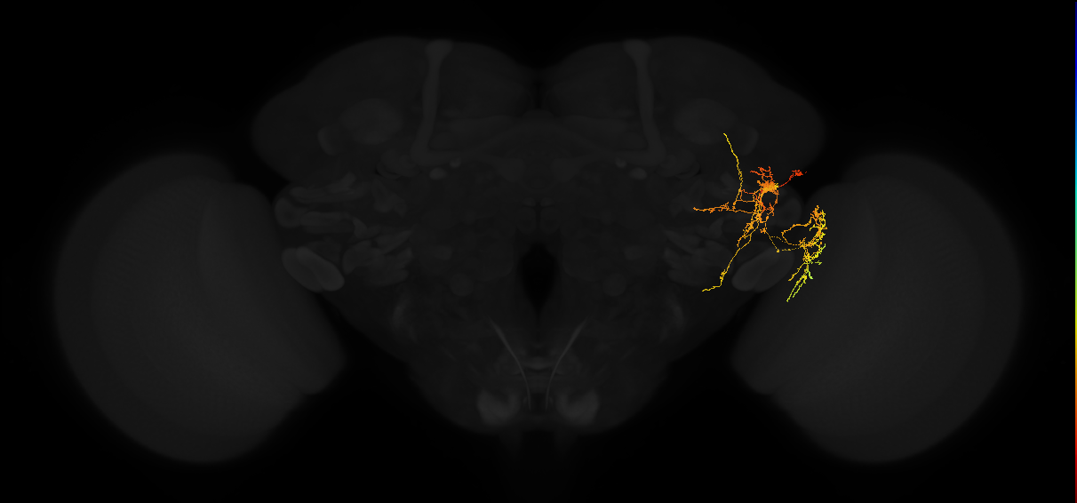 adult posterior lateral protocerebrum neuron 118