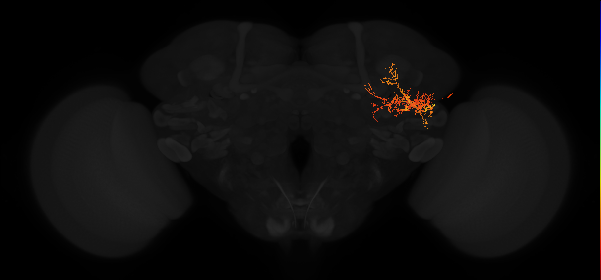 adult posterior lateral protocerebrum neuron 119