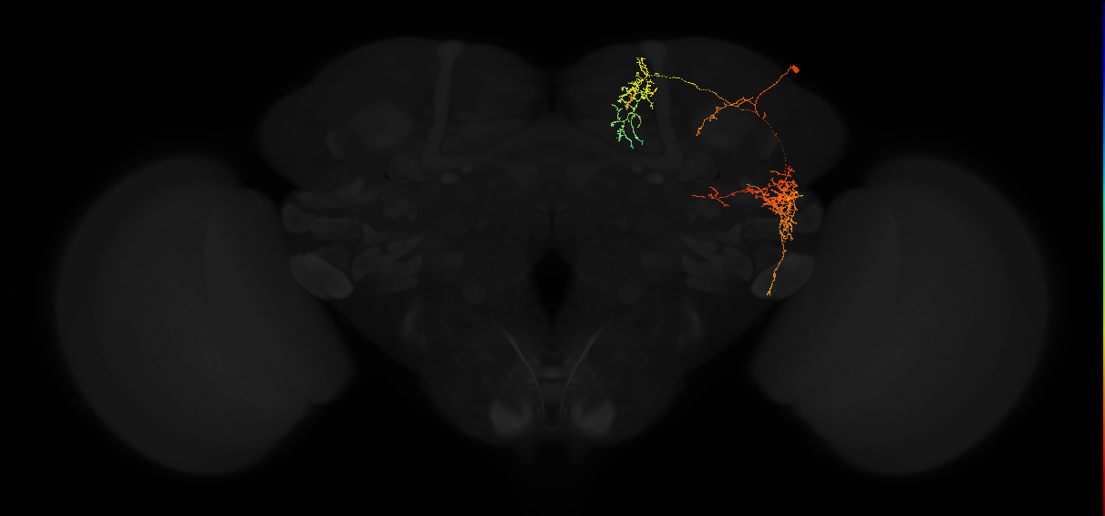 adult posterior lateral protocerebrum neuron 121