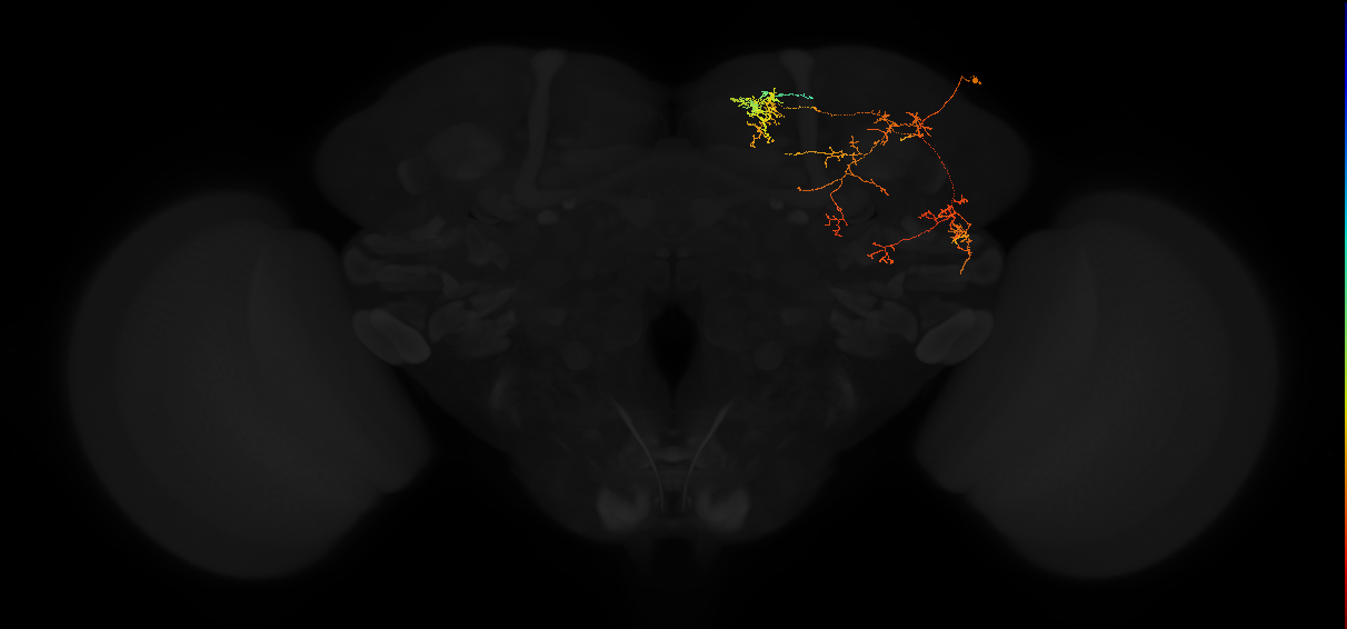 adult posterior lateral protocerebrum neuron 122