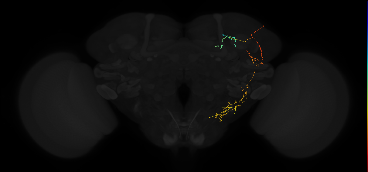 adult posterior lateral protocerebrum neuron 122