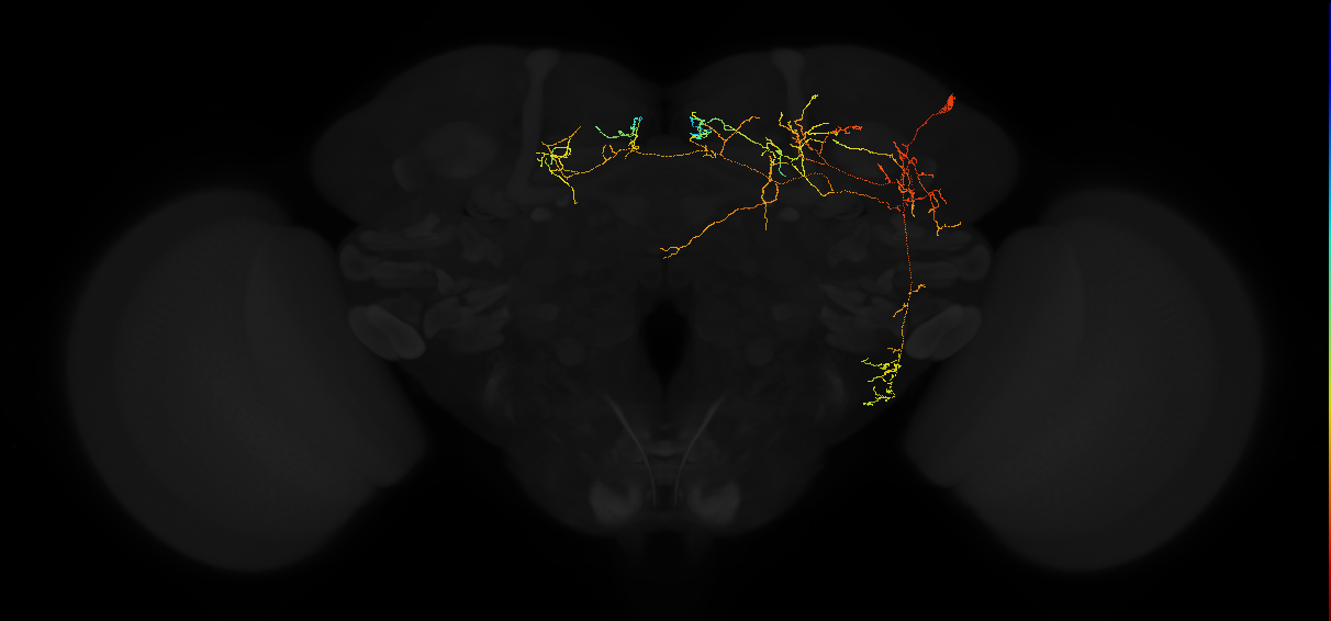adult posterior lateral protocerebrum neuron 123