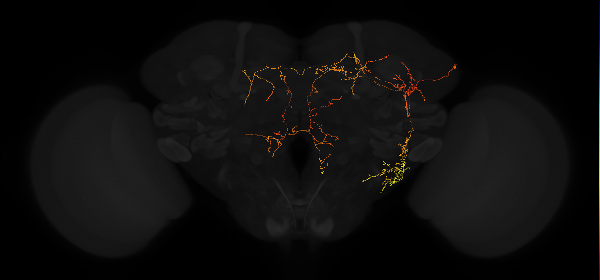 adult posterior lateral protocerebrum neuron 124
