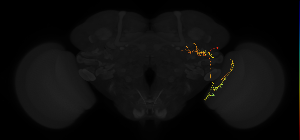 adult posterior lateral protocerebrum neuron 125