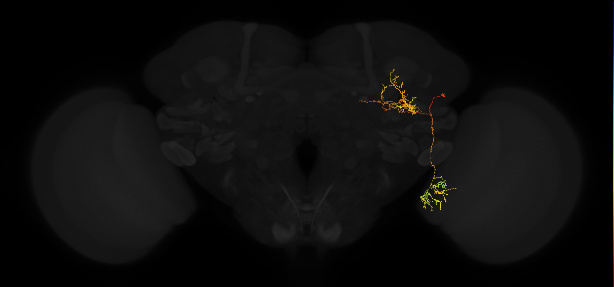 adult posterior lateral protocerebrum neuron 126