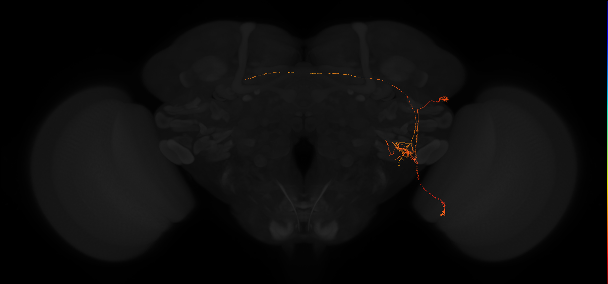 adult posterior lateral protocerebrum neuron 127