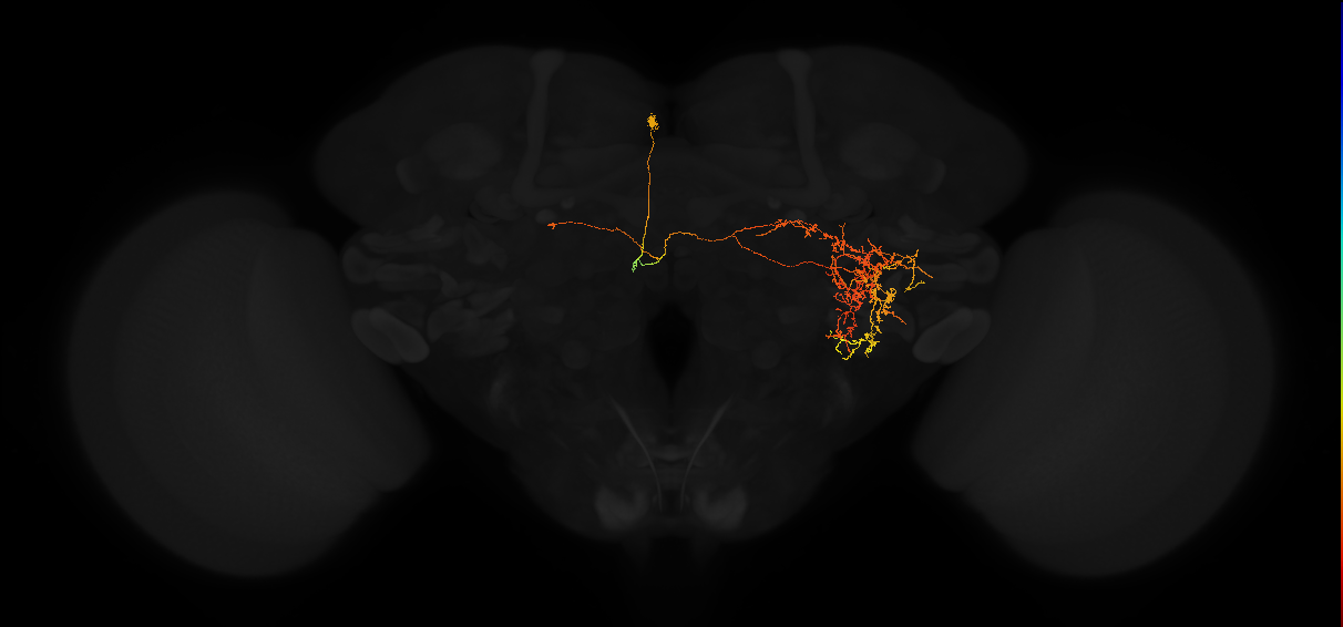 adult posterior lateral protocerebrum neuron 132
