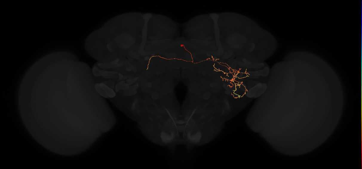 adult posterior lateral protocerebrum neuron 133