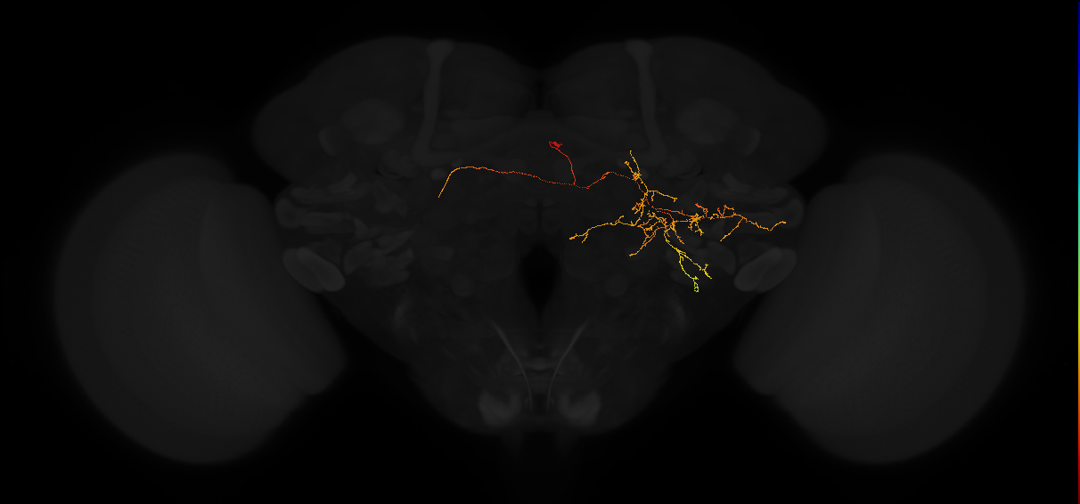 adult posterior lateral protocerebrum neuron 134