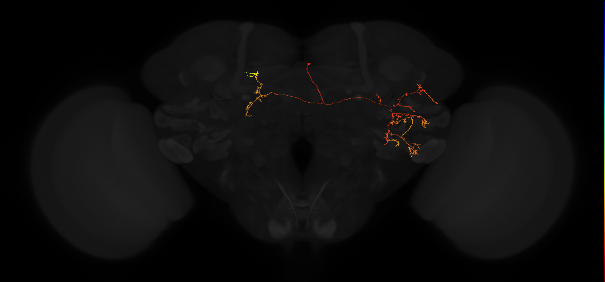 adult posterior lateral protocerebrum neuron 135