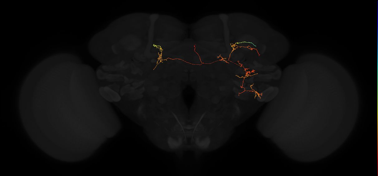 adult posterior lateral protocerebrum neuron 136