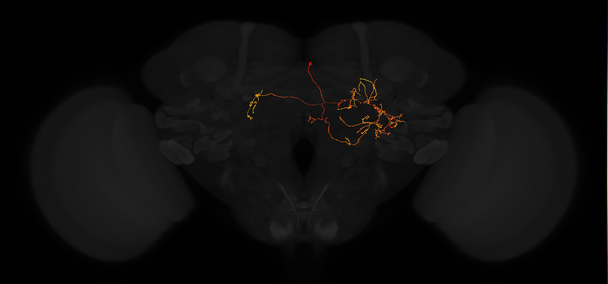 adult posterior lateral protocerebrum neuron 137