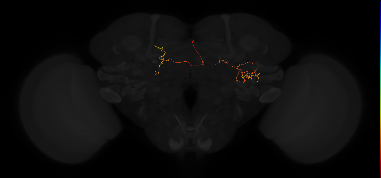 adult posterior lateral protocerebrum neuron 138