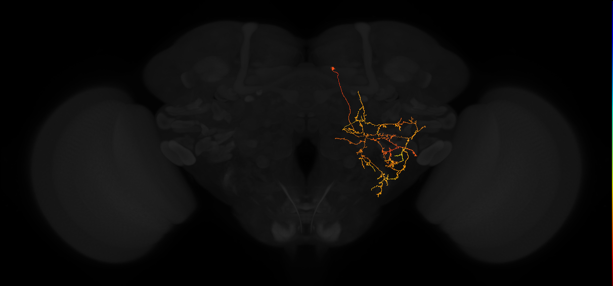 adult posterior lateral protocerebrum neuron 139
