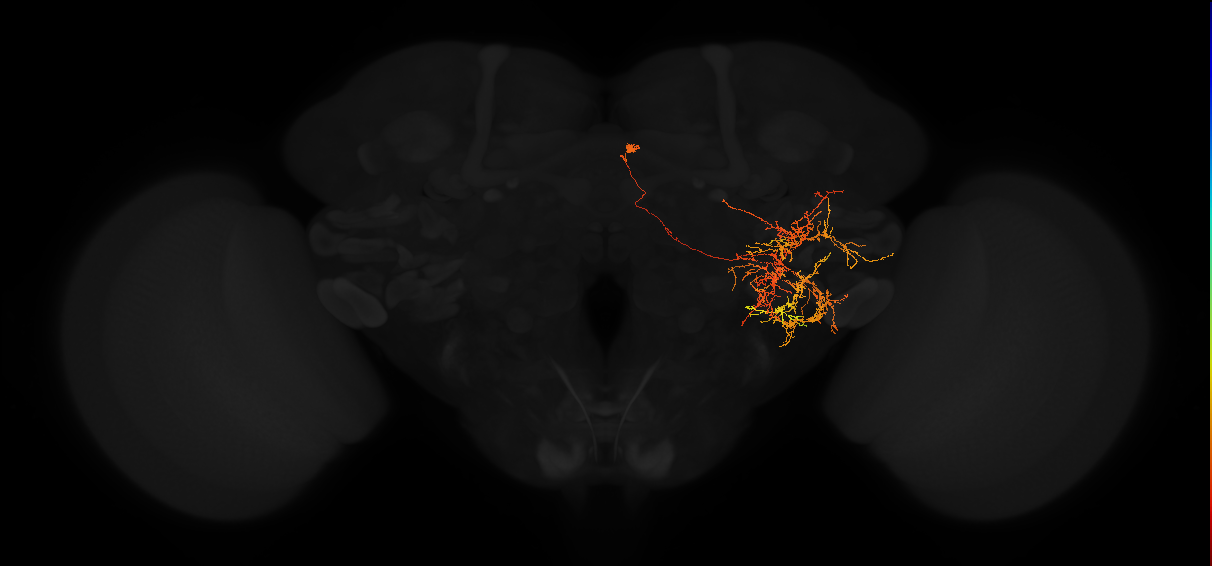 adult posterior lateral protocerebrum neuron 142
