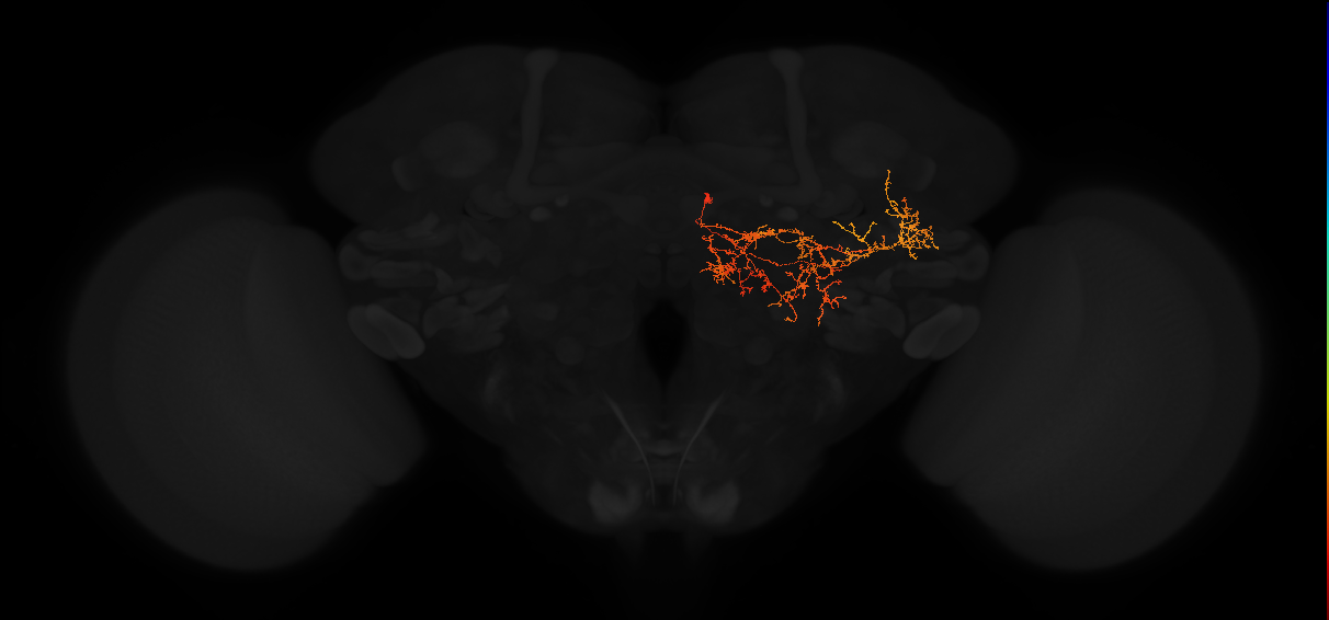 adult posterior lateral protocerebrum neuron 143