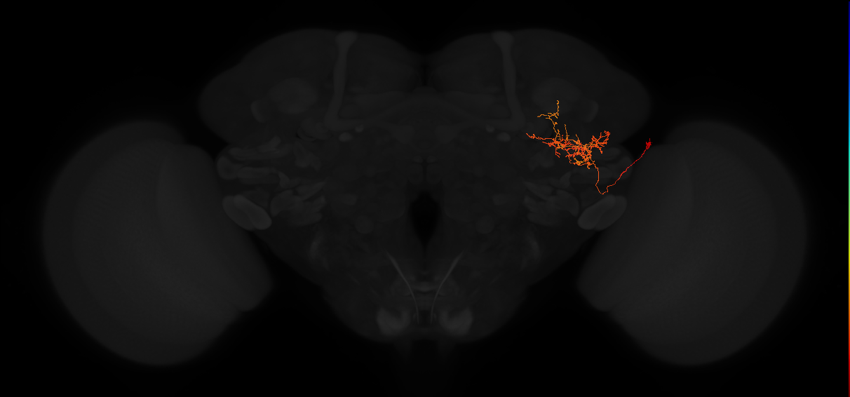 adult posterior lateral protocerebrum neuron 145