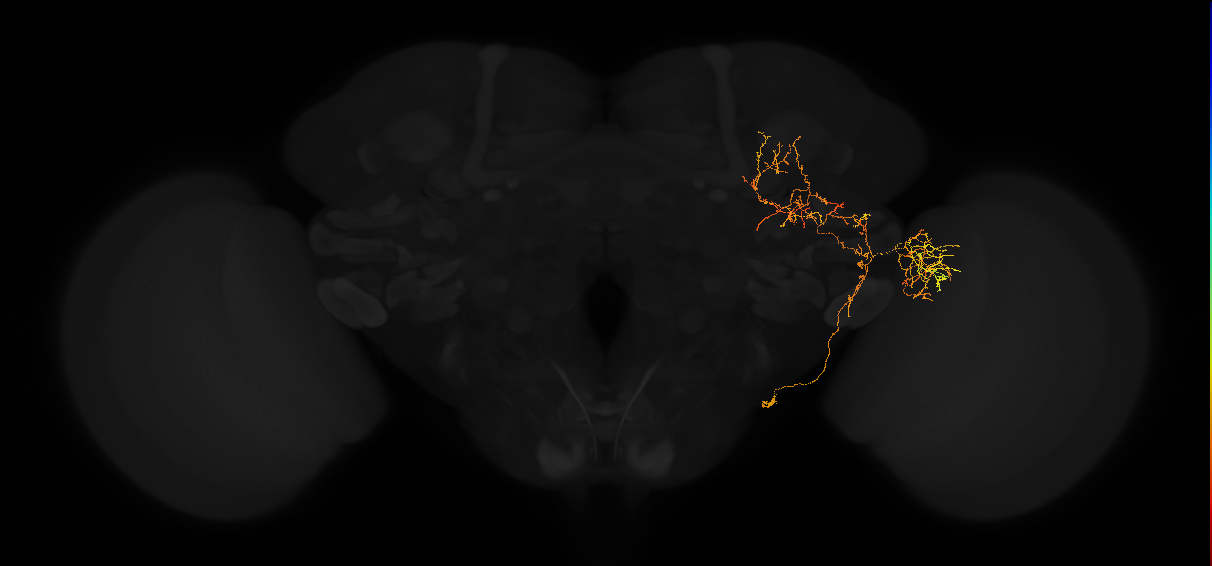 adult posterior lateral protocerebrum neuron 147