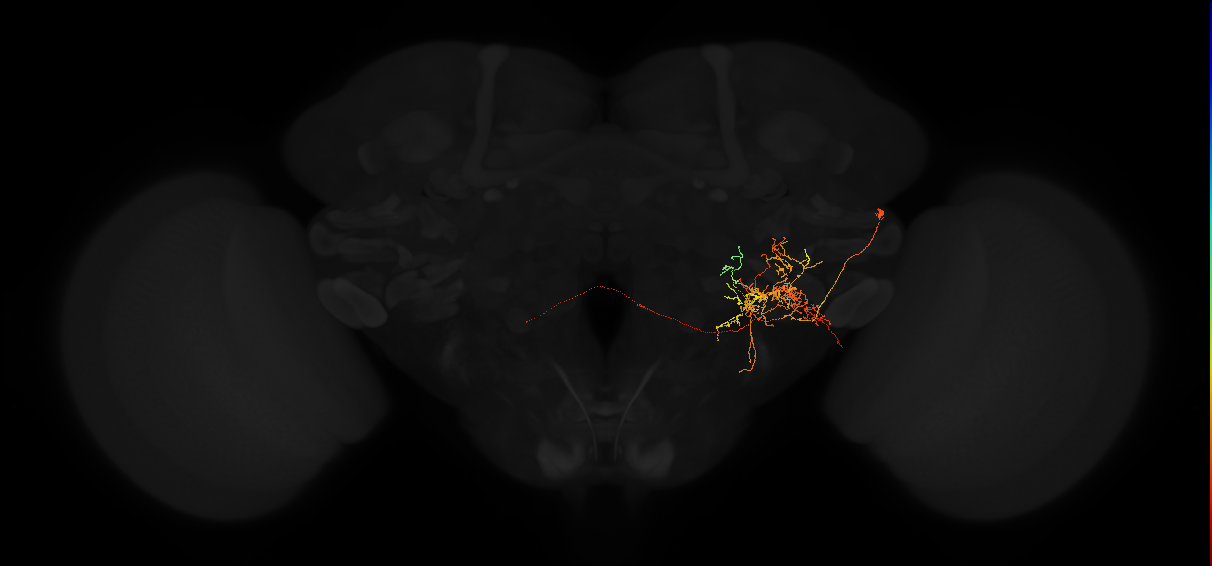 adult posterior lateral protocerebrum neuron 148