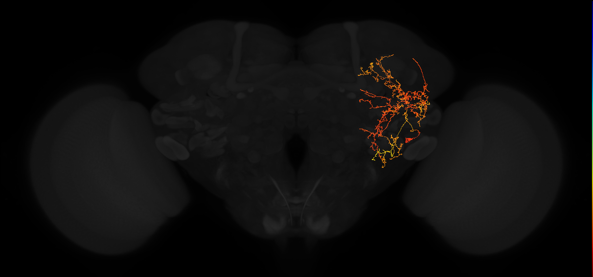 adult posterior lateral protocerebrum neuron 149
