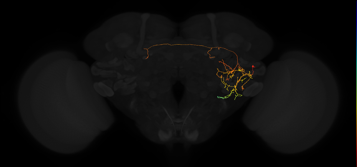 adult posterior lateral protocerebrum neuron 150