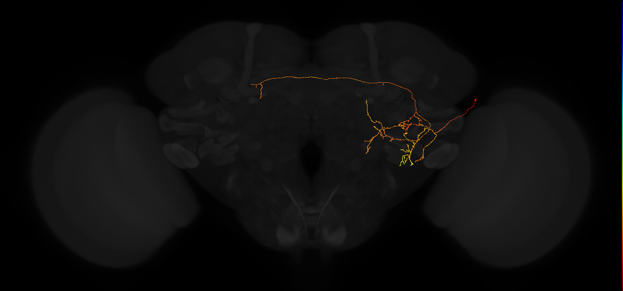 adult posterior lateral protocerebrum neuron 150